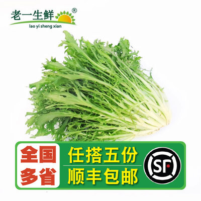 老一生鲜苦叶生菜500克沙拉菜