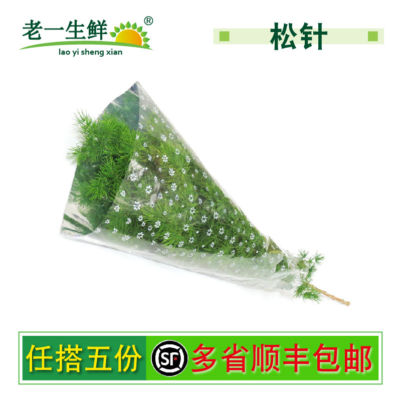 新鲜松针1小束  蓬莱松 装饰摆盘花草松针叶