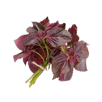 【老一生鲜】新鲜紫苏500g紫苏叶