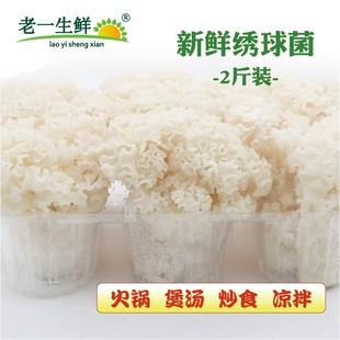 【老一生鲜】绣球菌新鲜1kg/盒绣球菌菇鲜绣球菇火锅食材新鲜菌菇