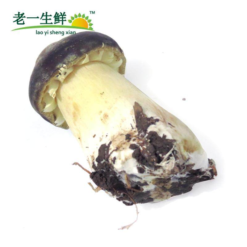 新鲜松茸菌菇蘑菇姬松茸