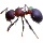 Двухцветный щитогрудый муравей-листорез meranoplus bicolor pet ant live mini 1