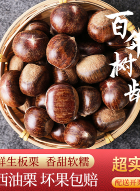 2025现挑精选正宗迁西板栗生新鲜河北野生甜油栗子3113燕山毛板粟