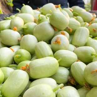 美农汇 金童玉女水果黄瓜种子迷你拇指小黄瓜盆栽四季播冬季温室