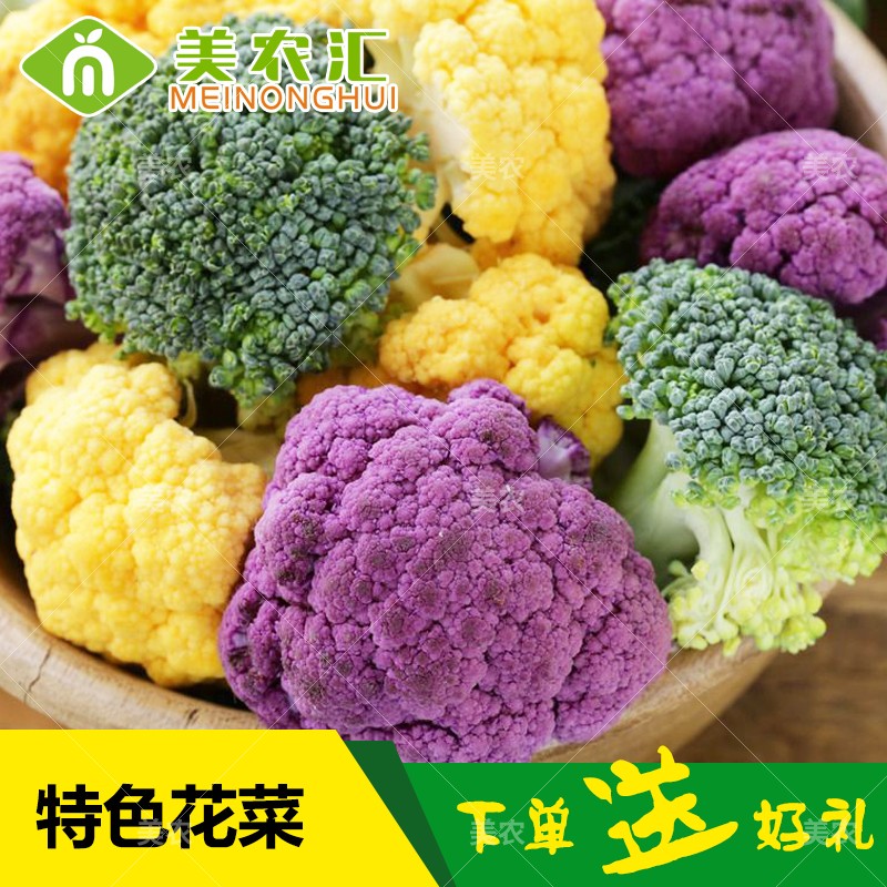 美农汇种子金色盆栽基地松花菜