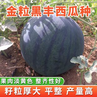 打瓜种子金粒黑丰大片瓜子产籽西瓜大板籽基地懒人春夏种