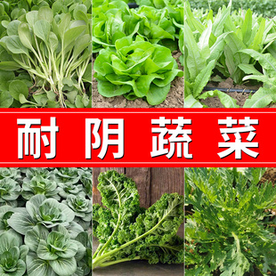 春秋耐阴蔬菜种子合集生菜油菜香菜种籽大全阳台盆栽农家蔬菜孑