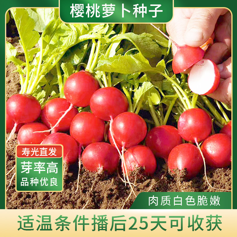 美农汇盆栽四季播种樱桃萝卜种子