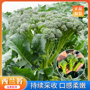 西兰苔种子西洋芥兰小西兰花青花菜芥蓝春季阳台盆栽蔬菜孑