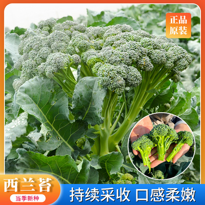 西兰苔种子西洋芥兰小西兰花青花菜芥蓝春季阳台盆栽蔬菜孑