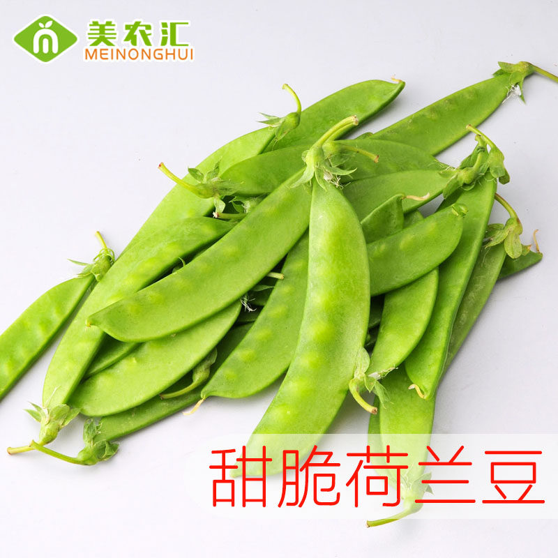 美农汇基地四季荷兰豌豆蔬菜种子