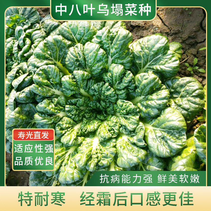 美农汇中八叶乌塌菜小青菜种子