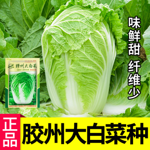 胶州大白菜种子义和秋白菜种籽孑春季秋季大田菜园农家蔬菜孑