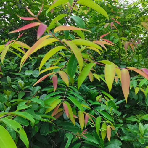 黄牛木黄牛茶茶雀笼中草药