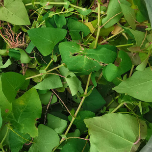 新鲜杠板归草扛板归白剌倒退蛇不过中草药带状腰蛇泡皮肤湿痒洗澡