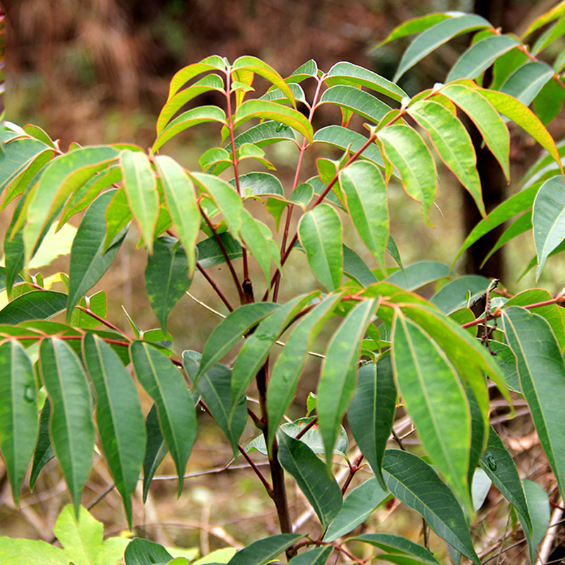 野漆树叶山红臭毛漆树木蜡树