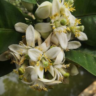 正毛化橘红苗 化州橘红果苗 化州药用特产 桔红树苗橘红嫁接苗结