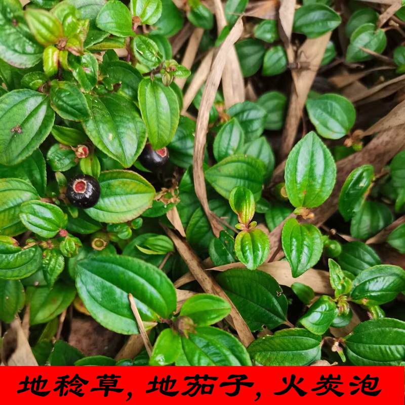 新鲜地稔草地脚茶地茄子