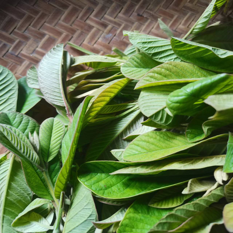 野生番石榴嫩芽新鲜芭乐叶茶番石榴叶茶番石榴果片茶无糖养生茶
