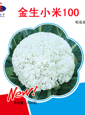 晚生品质优松花菜秋冬季大田菜园菜棚种植蔬菜种子金生小米100天