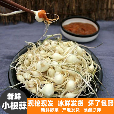 新鲜野生小根蒜现挖现发