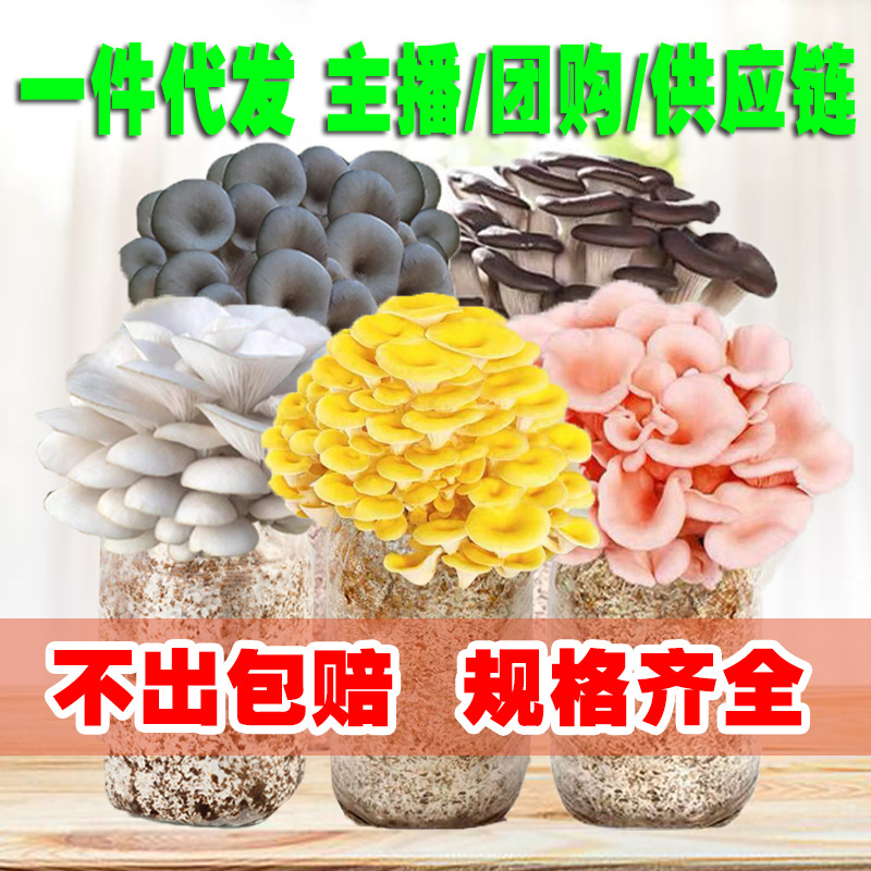 食用菌榆黄红平蘑菇菌包家庭家种植菌种袋子种子香菇盆栽一年四季