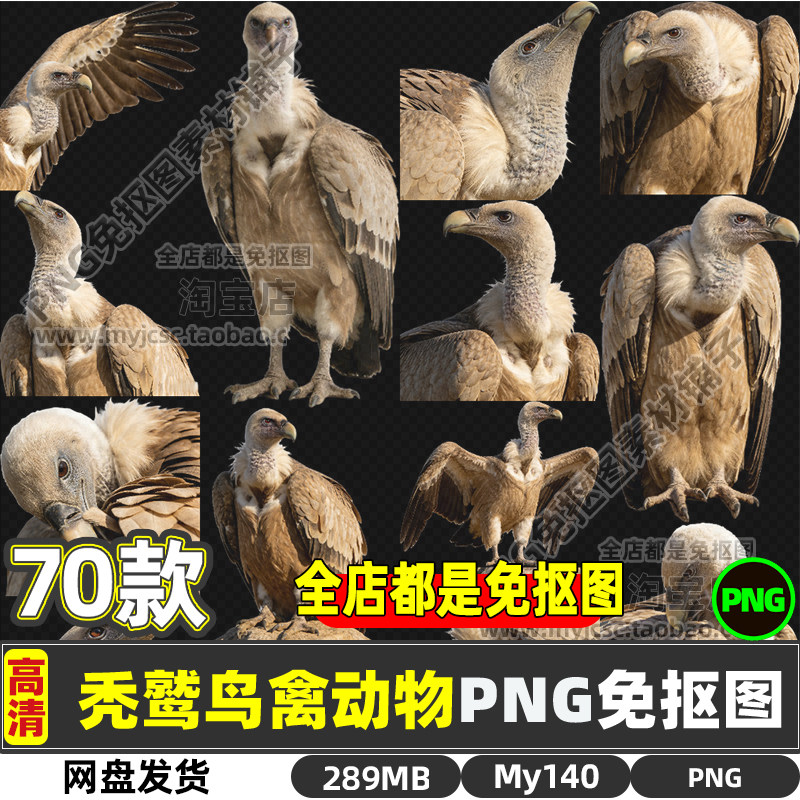 高清秃鹫飞鸟飞禽动物生物PNG透明免抠图片海报设计素材商用打印