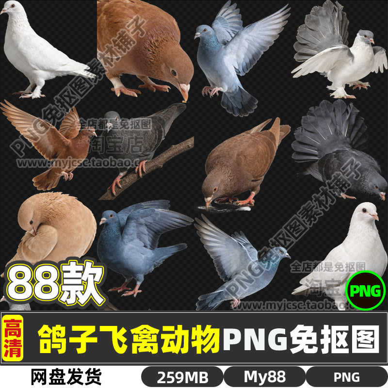 高清鸽子飞鸽信鸽飞禽飞鸟动物PNG透明免抠图片海报设计商用素材