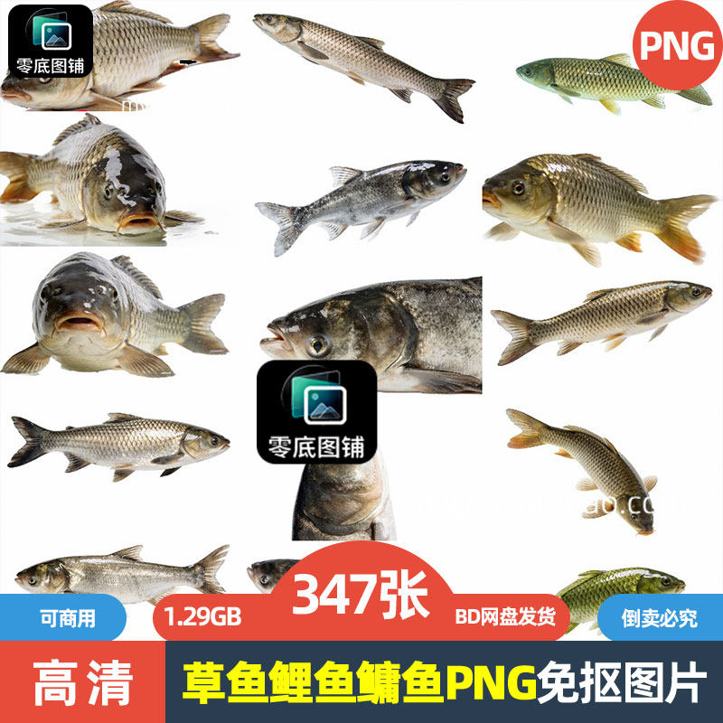 高清草鱼鲤鱼鳙鱼鲫鱼水生动物海报设计商用透明免抠图片喷绘素材