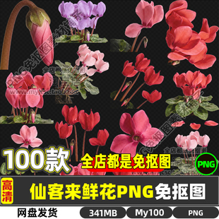 高清仙客来萝卜海棠兔耳花兔子花一品冠篝火花翻瓣莲免抠图片素材