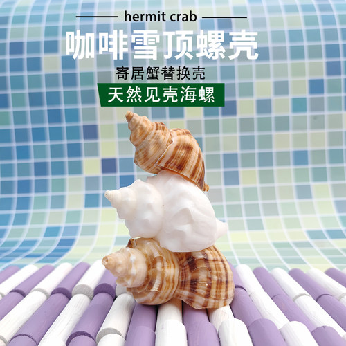 寄居蟹替换壳咖啡雪顶螺大号螺壳