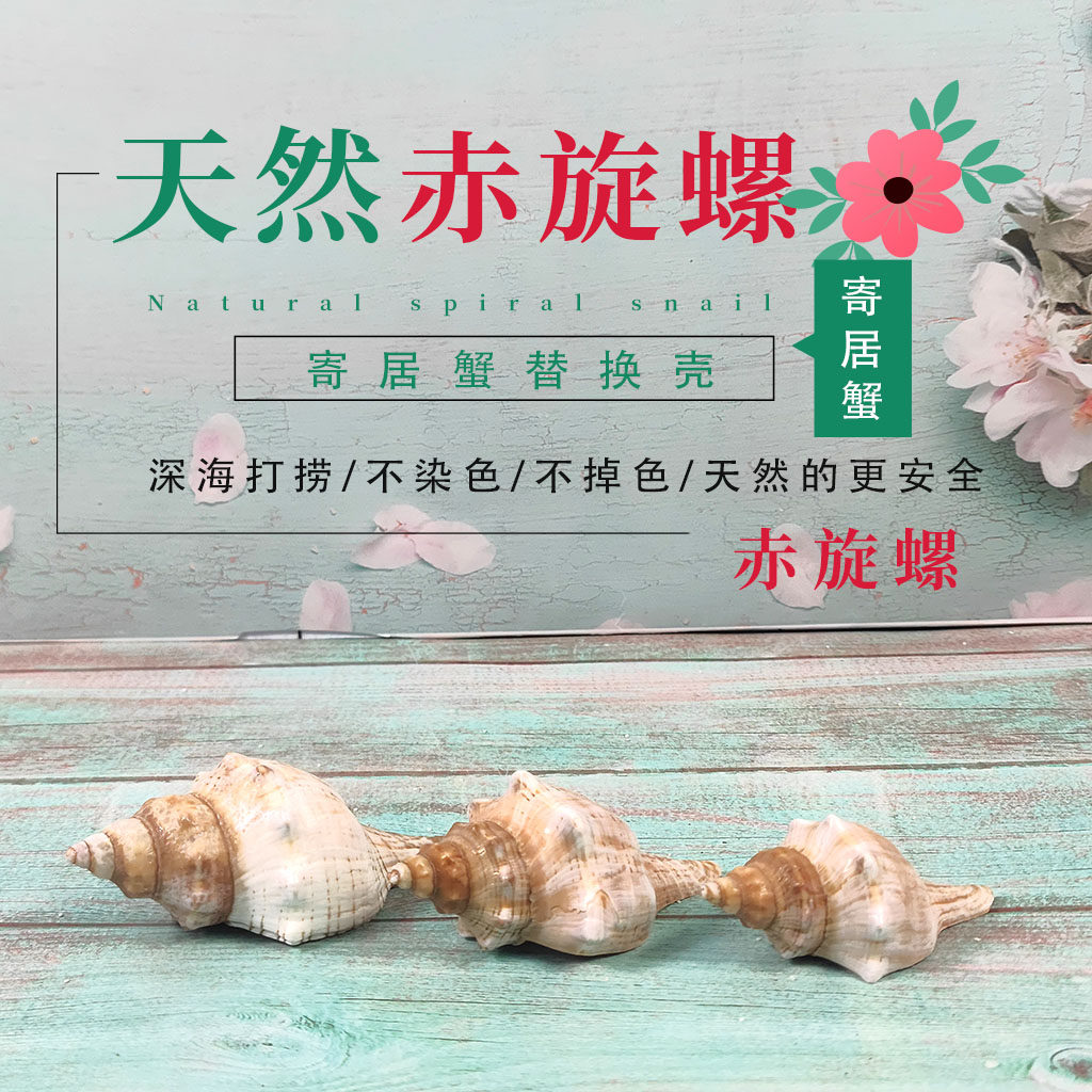 寄居蟹替换壳超大赤旋螺羊角螺