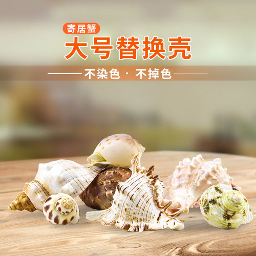 寄居蟹替换超大型天然海螺造景
