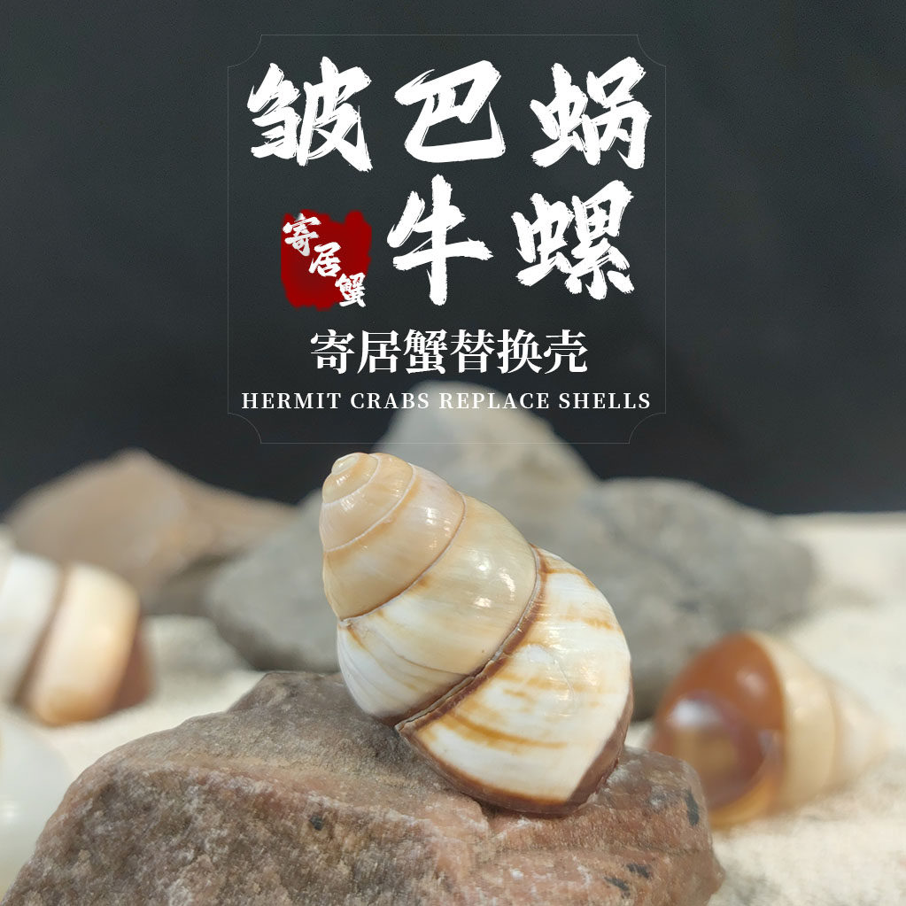 皱巴蜗牛螺天然海螺寄居蟹替换壳
