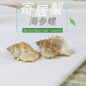 海参螺天然海螺贝壳寄居蟹替换壳