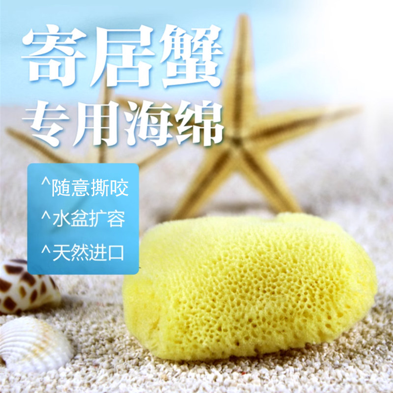 进口无异味喝水垫脚寄居蟹