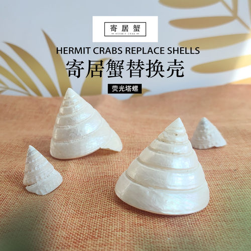 寄居蟹替换壳荧光螺白塔螺天然