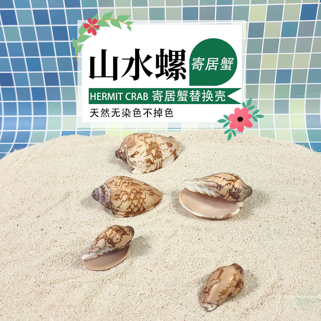 寄居蟹替换壳天然海螺贝壳帝王螺