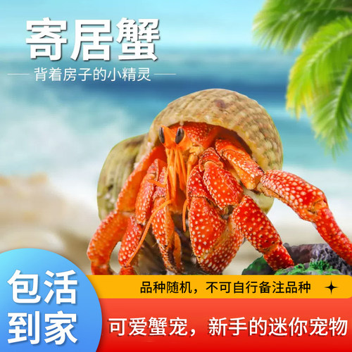 寄居蟹活体宠物草莓深紫短腕灰白