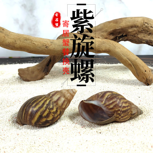 斑马螺紫旋螺寄居蟹替换壳天然