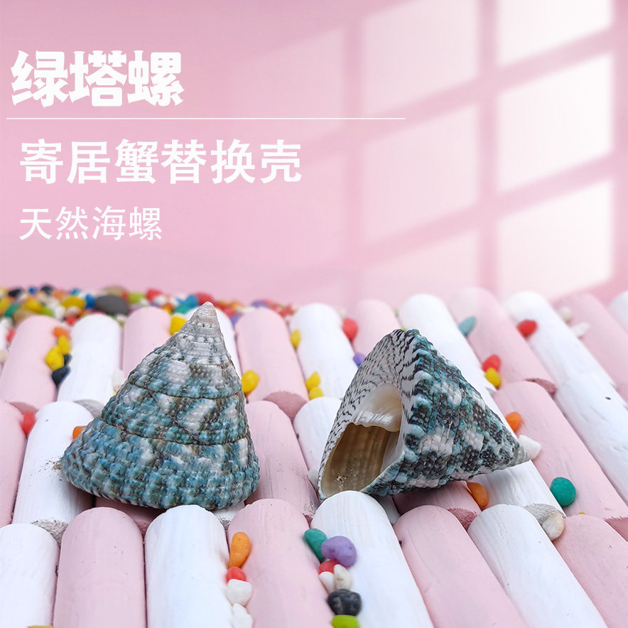 绿塔螺寄居蟹替换壳天然海螺图片