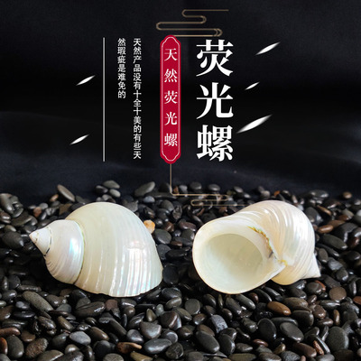 天然海螺白夜光绿螺寄居蟹替换壳
