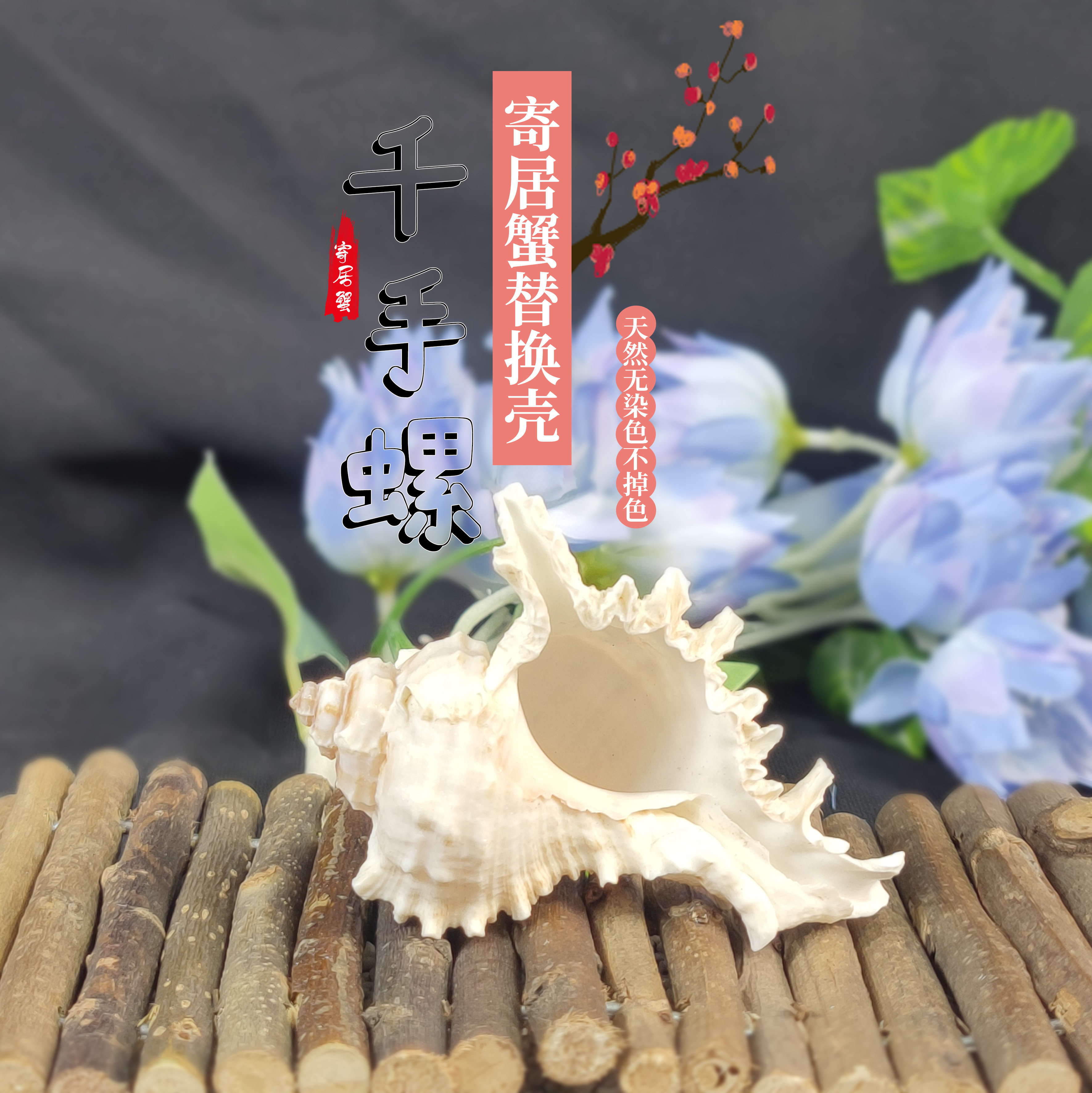 寄居蟹替换壳天然大海螺白千手螺