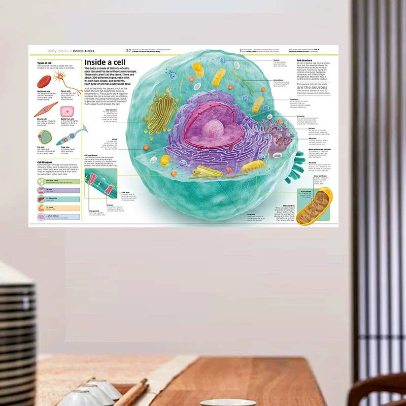细胞内部科学科普海报简繁英版3选 大尺寸诊所医院学校装饰画芯心
