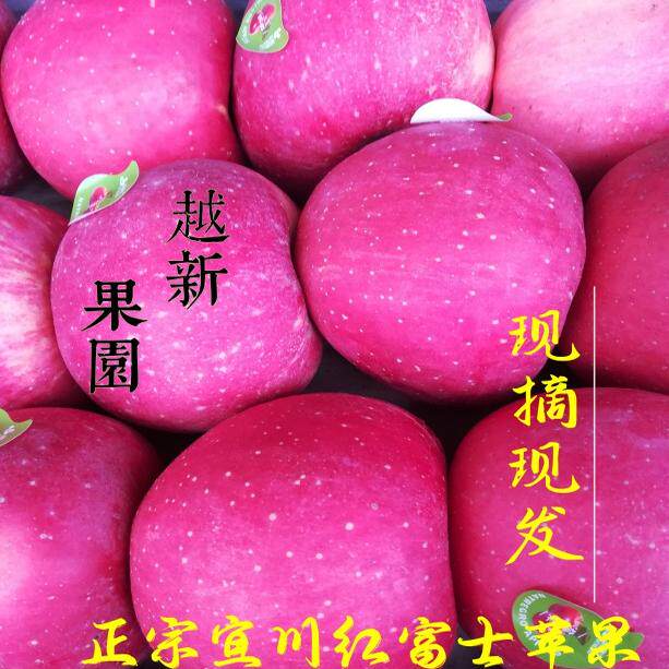陕西宜川壶口当季现摘脆甜孕妇冰苹果
