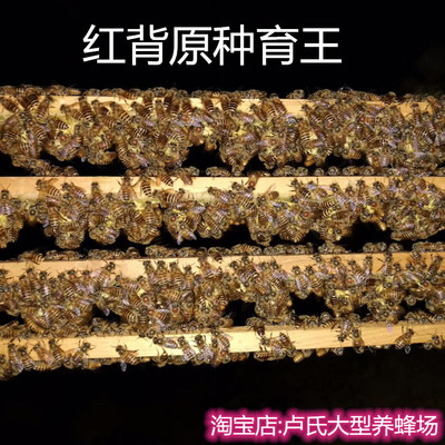 中蜂蜂王种王红背蜂王四色蜂王双色王仓蜂王阿坝王新开产蜂王中蜂