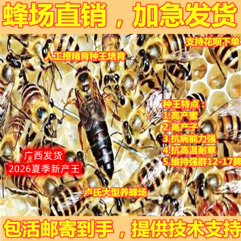 广西新开产中蜂伏牛王种土王高产蜜蜂双色土蜂阿坝王红背产卵交尾
