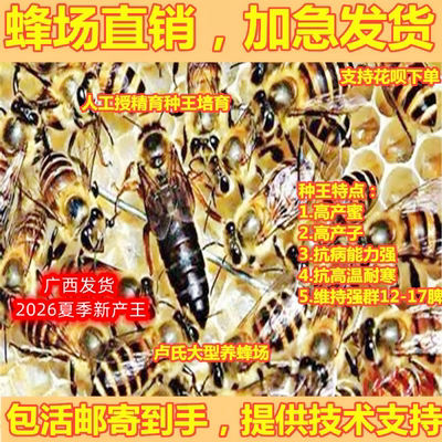 广西新开产中蜂伏牛王种土王高产蜜蜂双色土蜂阿坝王红背产卵交尾