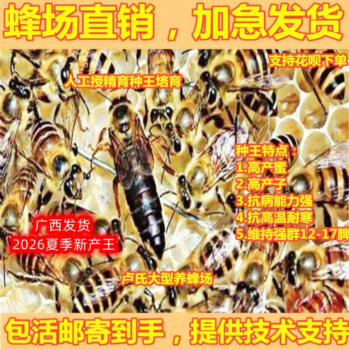 广西新开产中蜂伏牛王种土王高产蜜蜂双色土蜂阿坝王红背产卵交尾