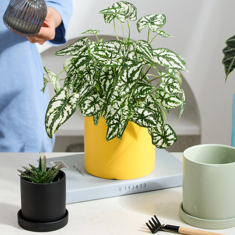 陶瓷花盆桌面有孔配托盘现代简约时尚室内办公室绿植多肉小号容器,鲜花速递/花卉仿真/绿植园艺,花盆,淘宝优惠券,粉丝福利购,淘宝优惠卷